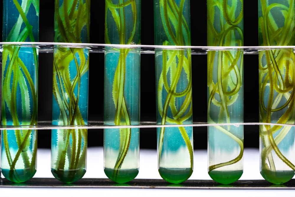 Photo,Bioreactor,In,Laboratory,,Green,Algae,Biofuel,Industry,,Fuel,Plant